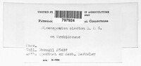 Colletotrichum gloeosporioides image